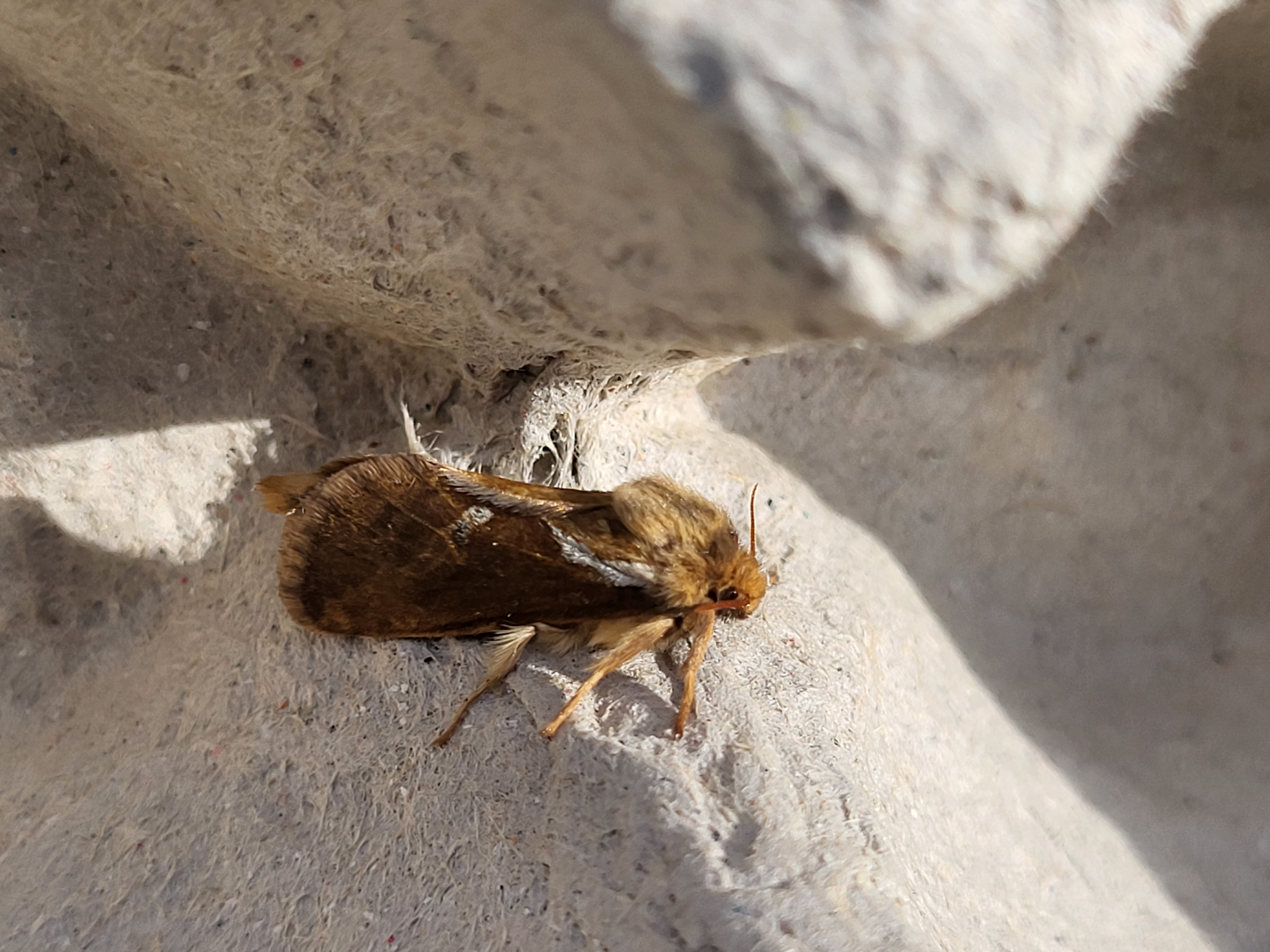 Photo of Common Swift (Korscheltellus lupulina)